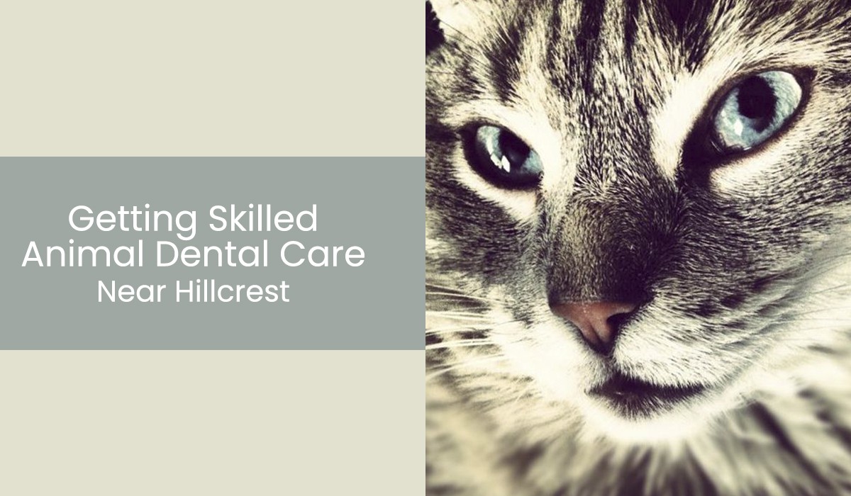 Getting-Skilled-Animal-Dental-Care-Near-Hillcrest